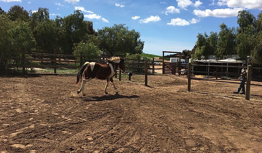 Paint horse running to pasture, Bonsall, California