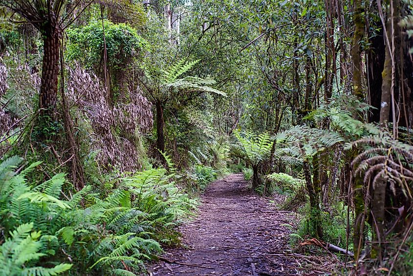 Dandenong Ranges National Park with old eucalyptus trees and fern trees in Melbourne, Victoria. 