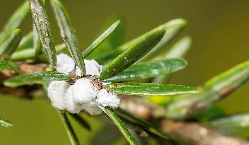 Hemlock Woolly Adelgid - Adelges tsugae.