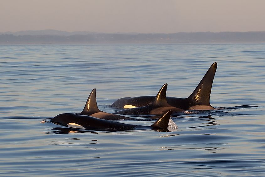 Killer Whale - Orcinus Orca.