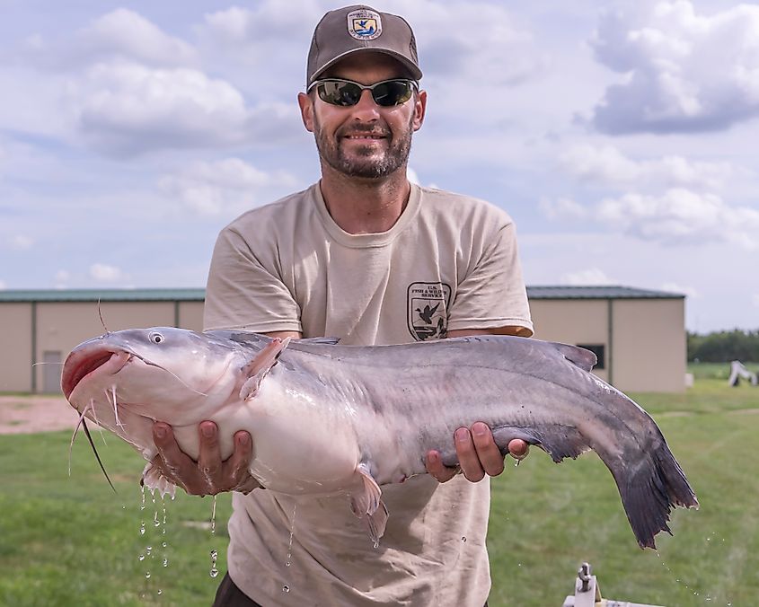 Biologist Jason Kral shows off a blue catfish captured from the Missouri River.