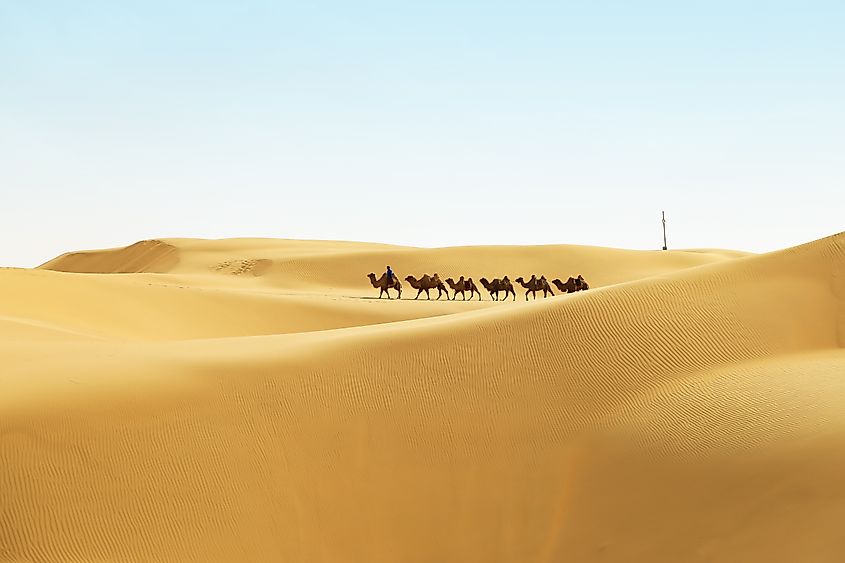Caravan of camels in the Kubuqi Desert, Xiangshawan Resort. Ordos, Inner Mongolia, China.