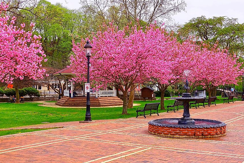 Trees in the park in full bloom in Bellefonte, Pennsylvania