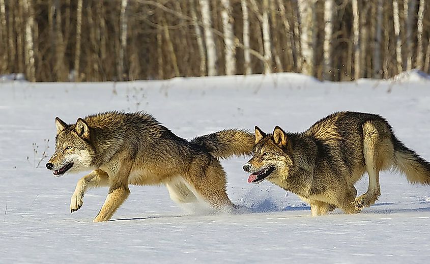 Gray wolves running in the snow.