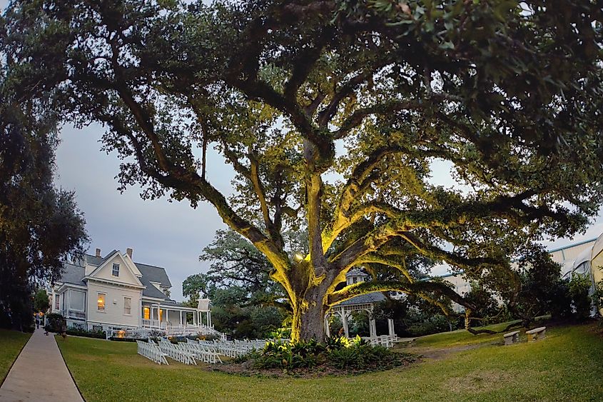 A majestic southern live oak tree at The Victorian Plantation in Broussard, Louisiana