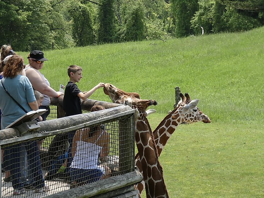 Feeding the Giraffe's at the Binder Park Zoo in Battle Creek, Michigan. Editorial credit: DragonFae Art / Shutterstock.com