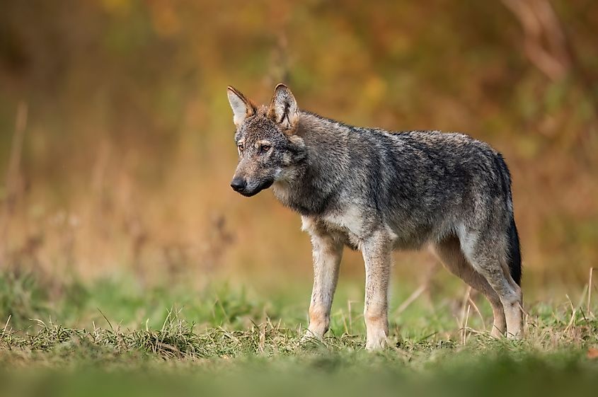 Close-up of a gray wolf.