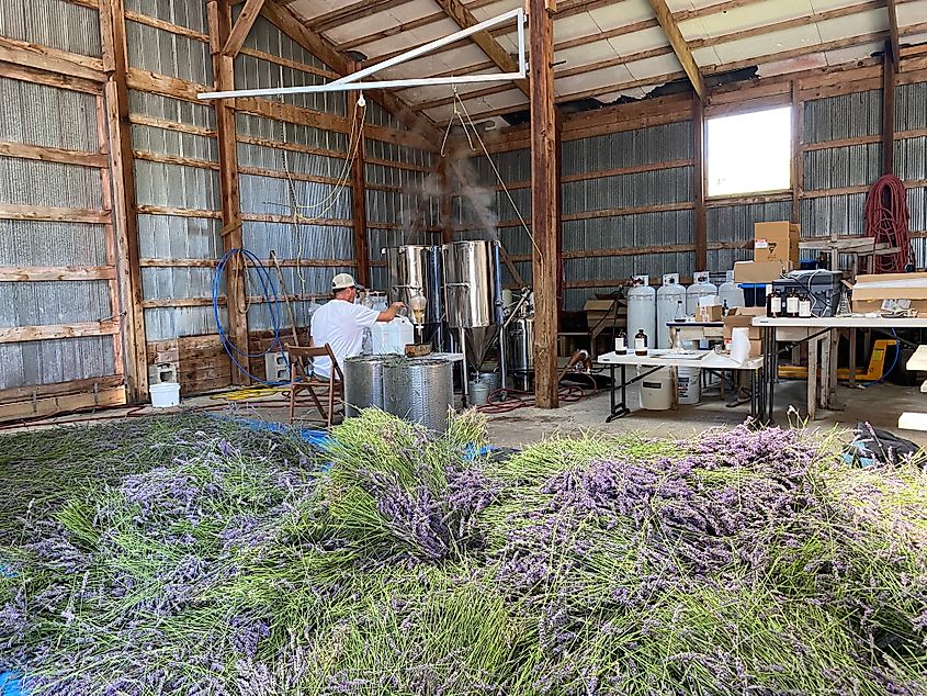 A man mixes lavender essential oils at a farmhouse work station in front of a huge pile of lavender plants.