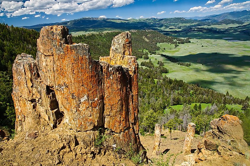 Petrified Forest, Yellowstone National Park, Showing ancient fossilized tree trunks with the Lamar Valley in the background. 
