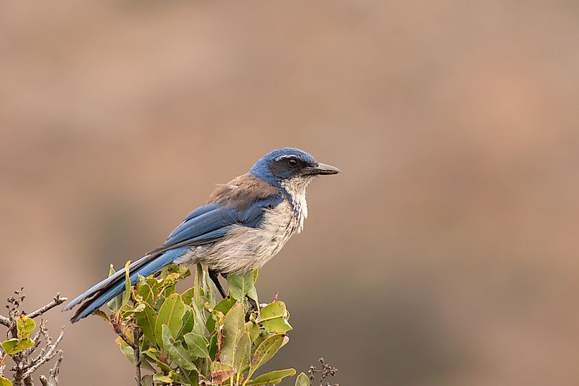 Island Scrub-Jay