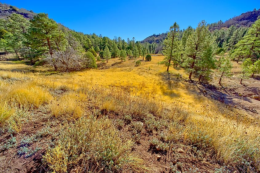 Woodchute Wilderness