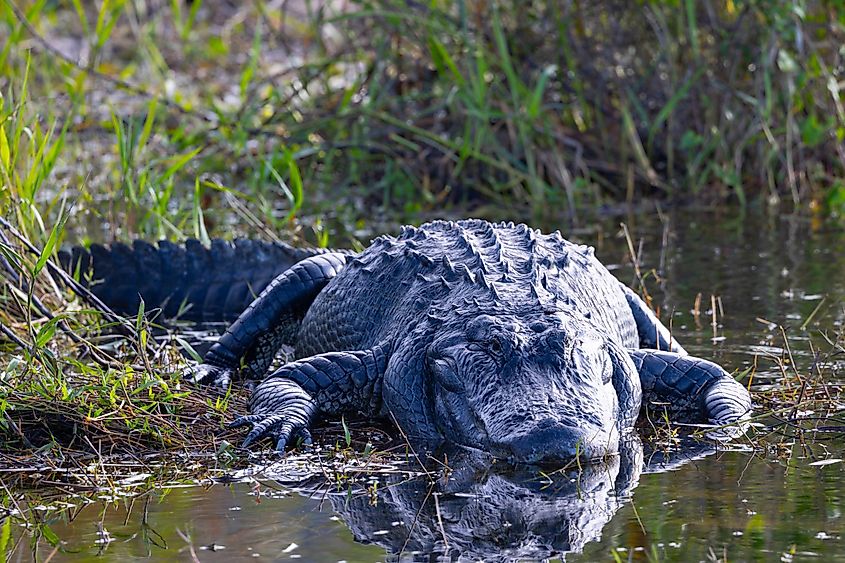 Close view of an American alligator, seen in the wild in the Everglades