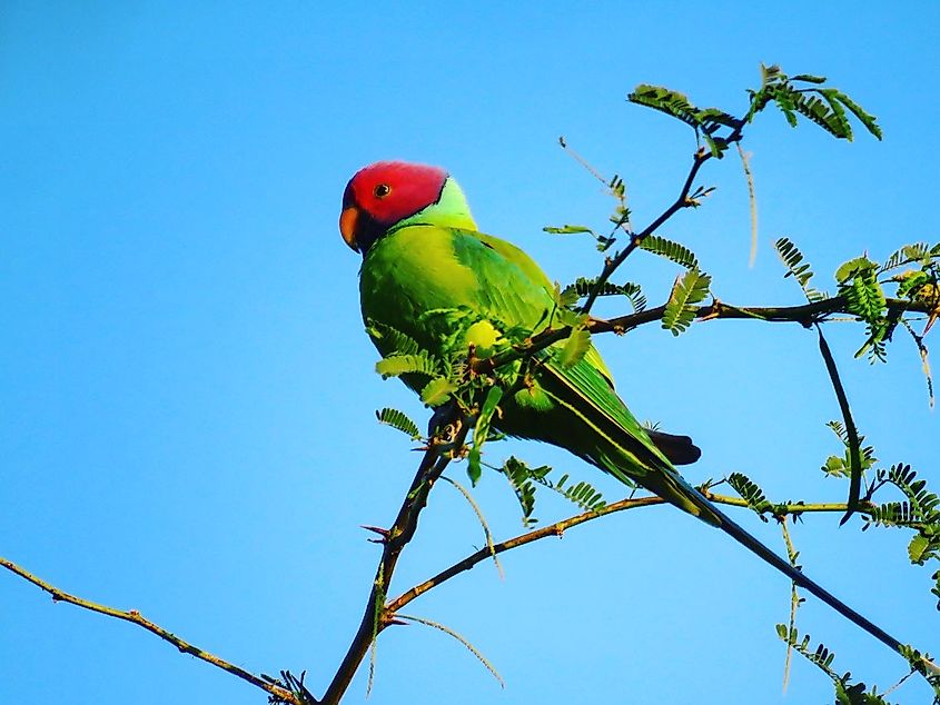 Plum headed parakeet