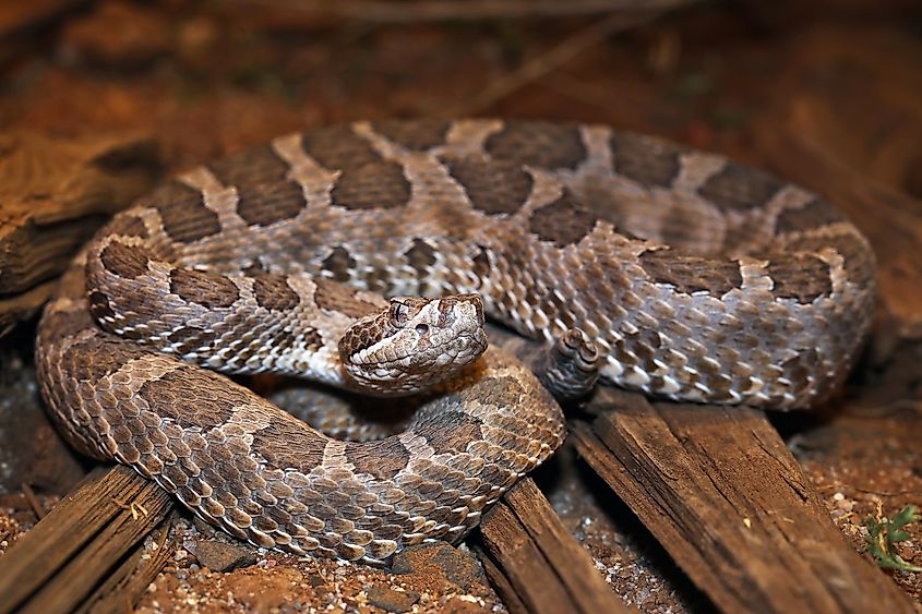 A Desert Massasauga Rattlesnake (Sistrurus catenatus edwardsii) hides in a coiled position with rattle visible.