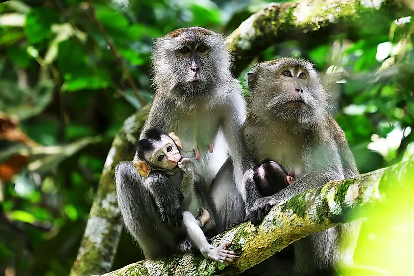 A family of Long-tailed macaque 