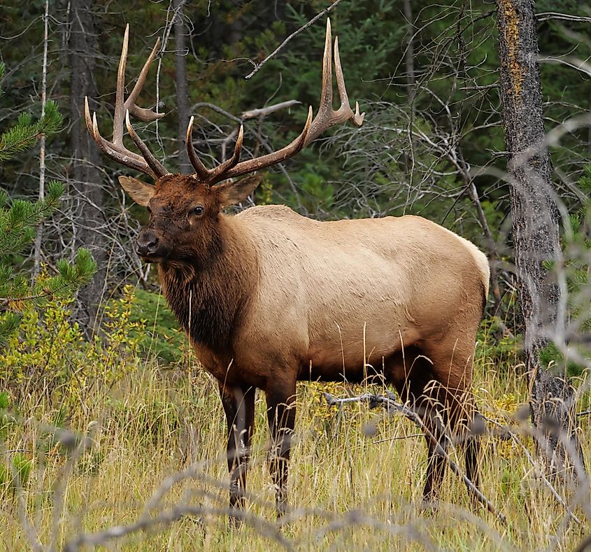 elk