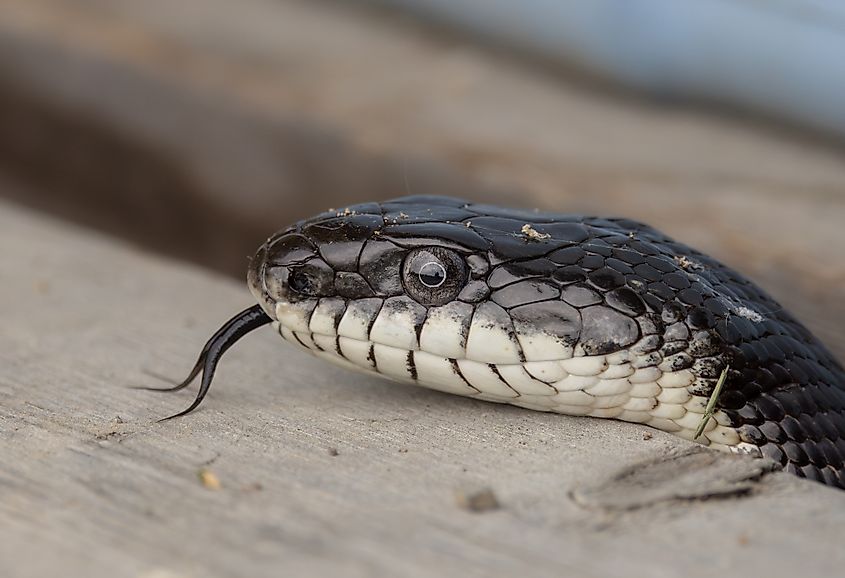 Gray ratsnake