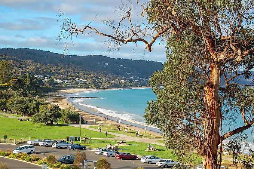 Gumtree and beach in Lorne, Victoria, Australia
