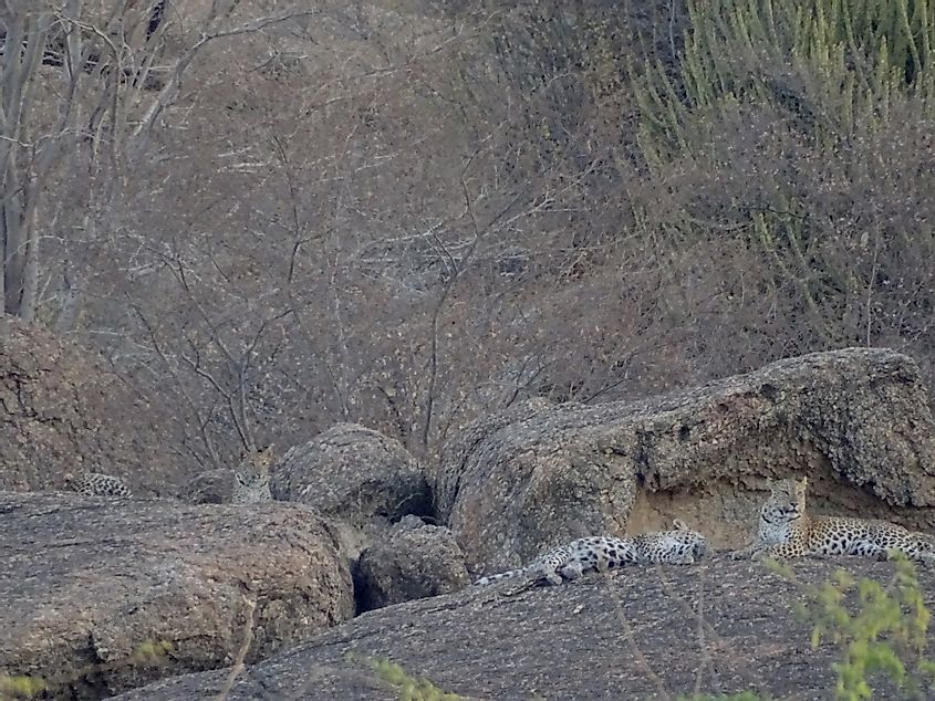 Narlai female leopard and cubs
