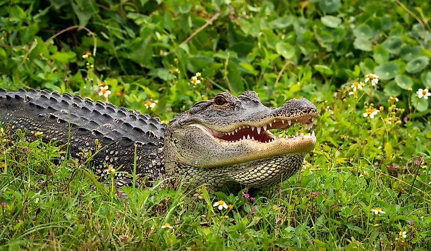 Wild American Alligator closeup taken at Viera Wetlands Florida.