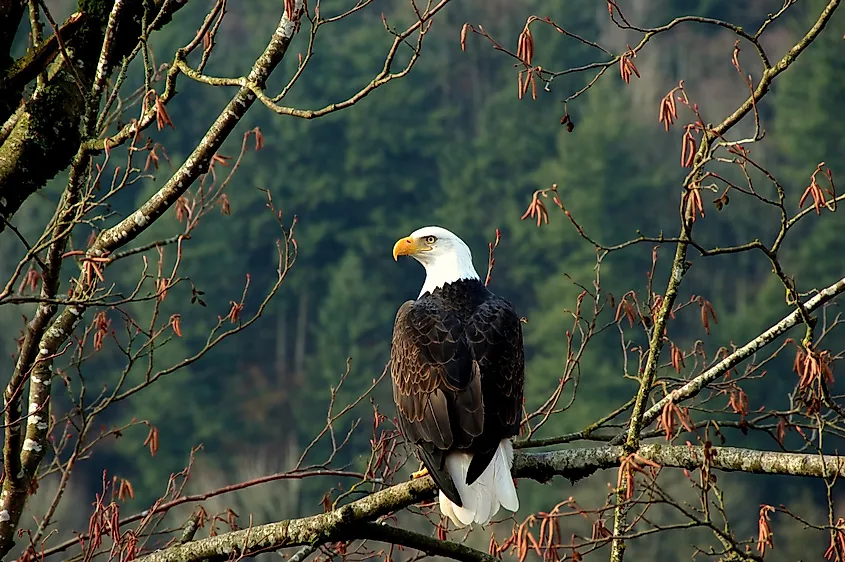 A bald eagle perched in a tree, the signature wildlife of the Chilkat Bald Eagle Preserve.