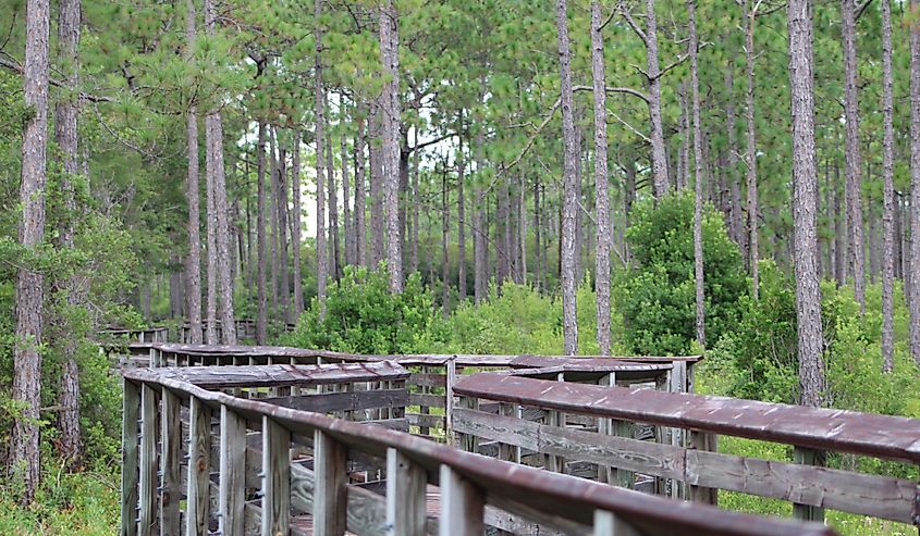 Landscape At Tarklin Bayou State Park, Florida