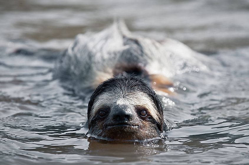 Examples of Semiaquatic Animals - WorldAtlas Examples of Semiaquatic Animals - WorldAtlas