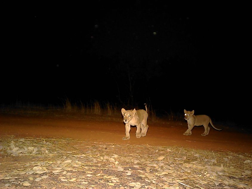A camera trap picture of two lion cubs in Niokolo Koba National Park - Credit Panthera-Status of Leopard in West Africa Project (1).JPG.crdownload