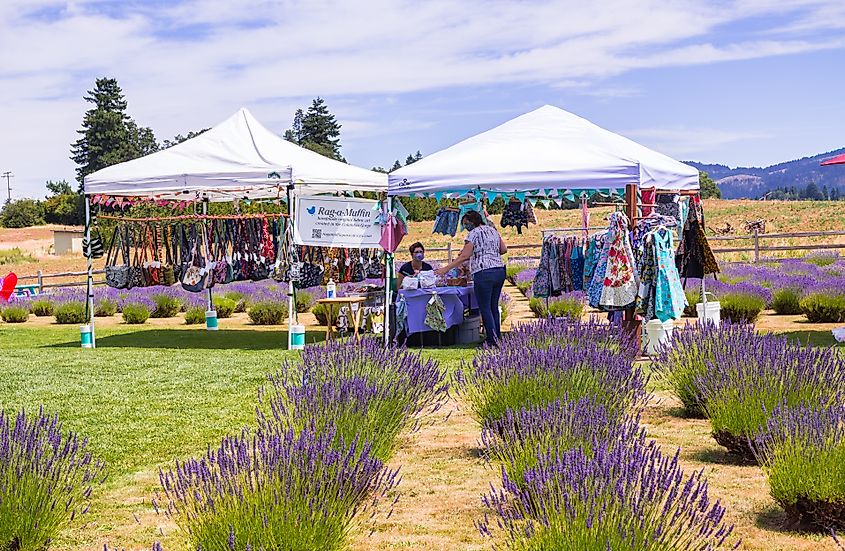 Visitors at a Lavender farm in Hood River, Oregon