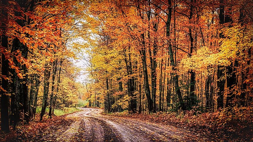 Поездка в лес осенью. Крытая дорога в округе Хоутон в Мичигане. Сезонный осенний цветной фон с пространством для копирования.