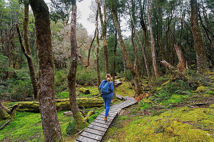 A hiker exploring the serene wilderness around Cradle Mountain, Tasmania