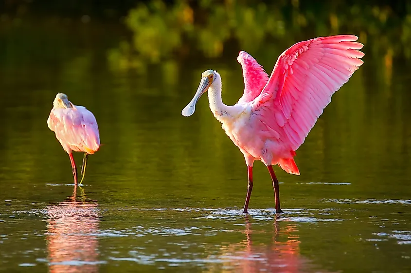 Roseate spoonbills 