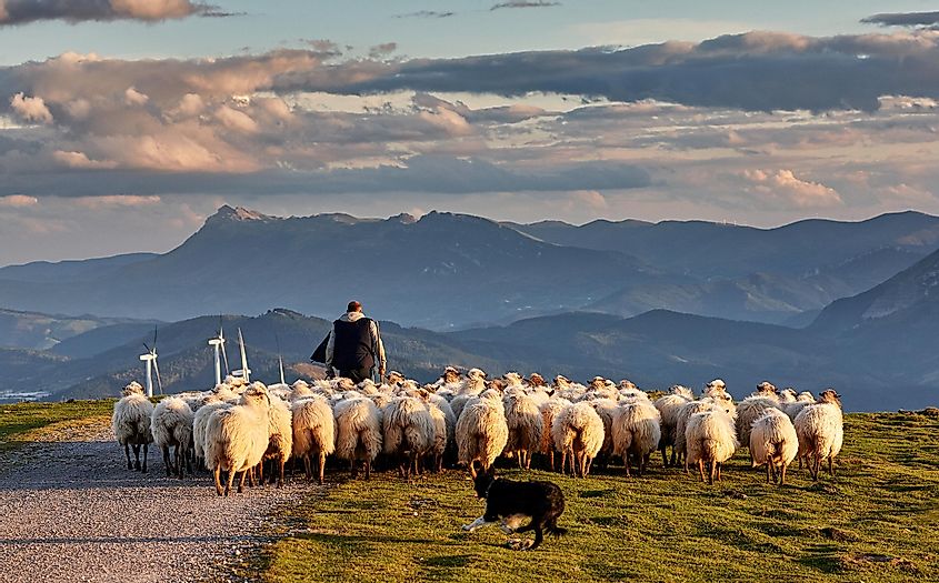 Sheep herd with herder and dog
