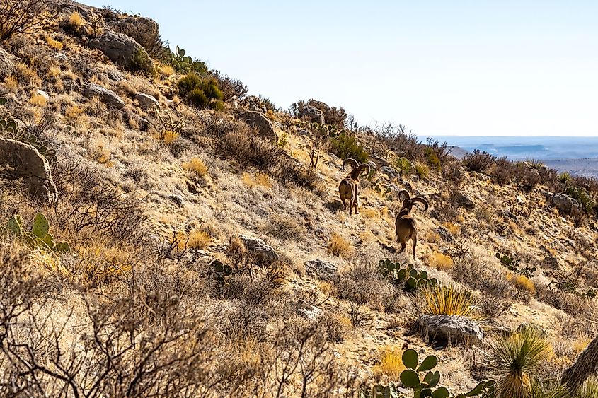 Two male Barbury sheep run along rock ridge of the Guadalupe Mountains National Park, Texas.