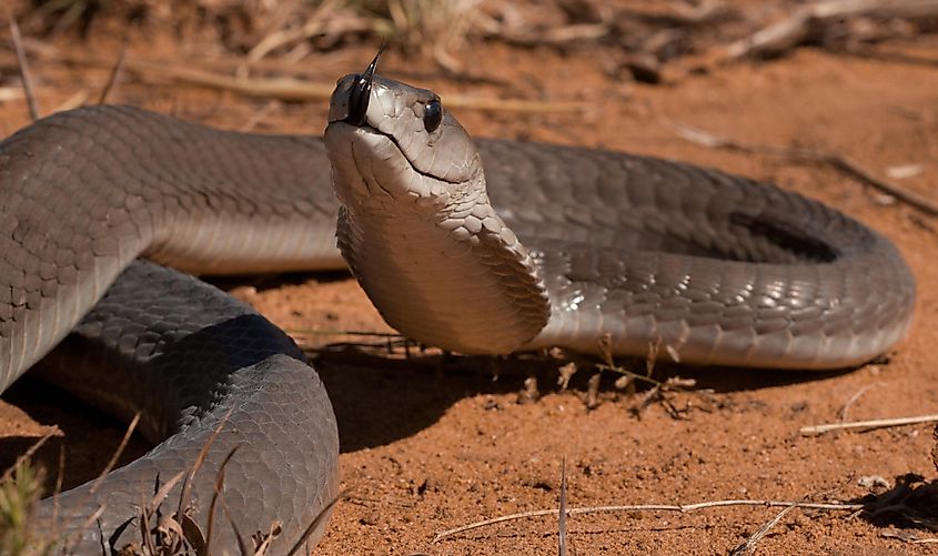 A black mamba exploring its surroundings