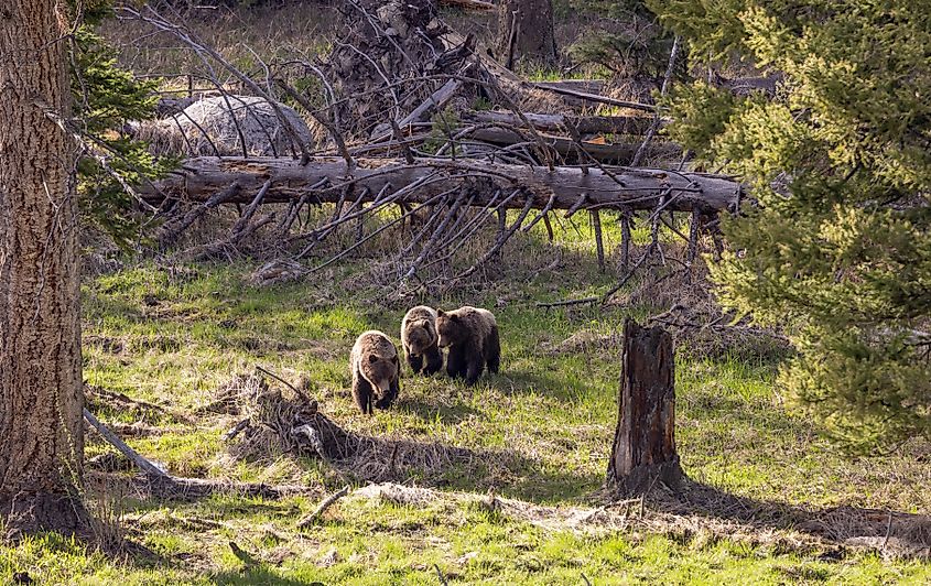 Grizzly Bears in Yellowstone National Park, Wyoming.
