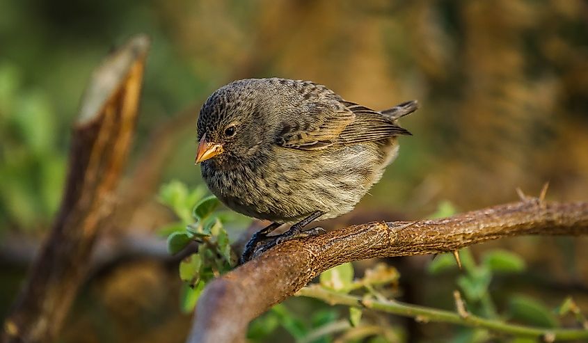 One of Darwin's Finches isolated on a Galápagos Islands.