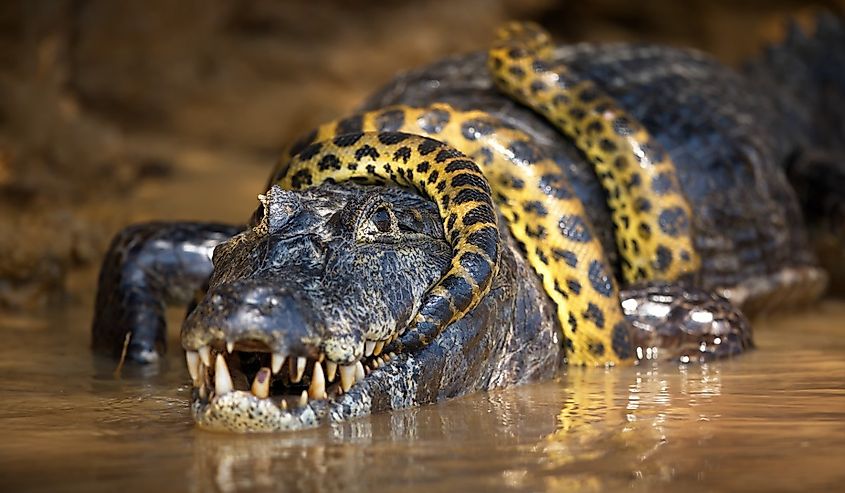 A closeup of an anaconda snake wrapped around an alligator in a pond in Pantanal, Brazil