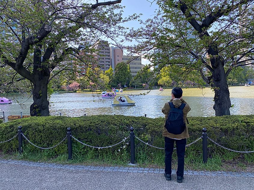 An older Japanese man photographs pedal boats on a pond surrounded by wilting cherry blossoms