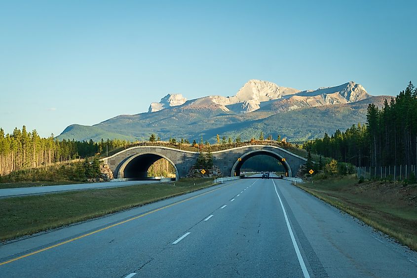 Animal Crossing Bridge on Trans Canada Highway, Banff National Park.