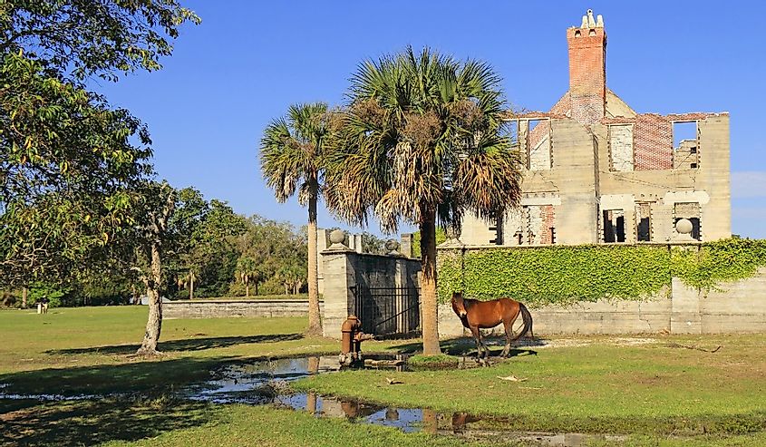 Wild Horse in front of Dungeness Ruins Historical Site, Cumberland Island