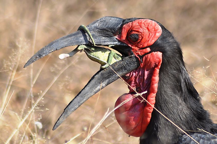 Southern ground hornbill eating