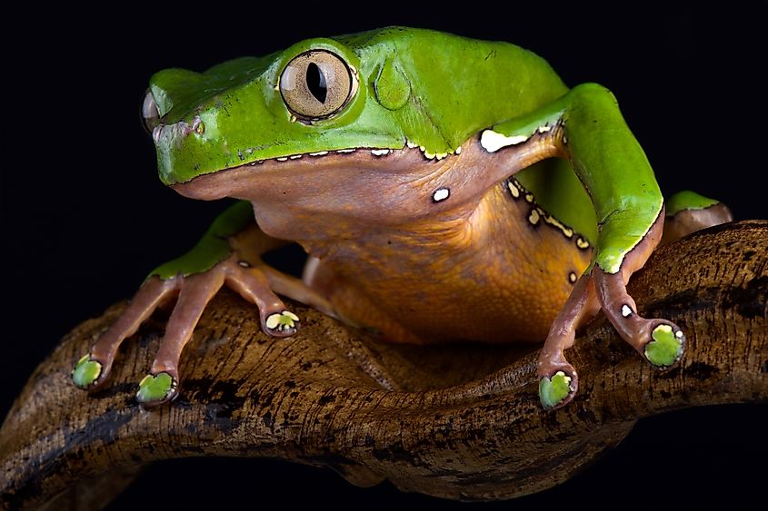 giant monkey frog