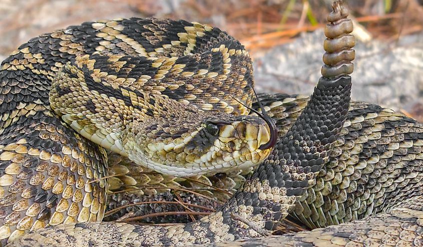 Eastern diamondback rattlesnake - crotalus adamanteus in sideways strike pose with tongue out and up, rattle next to head and face in north central Florida