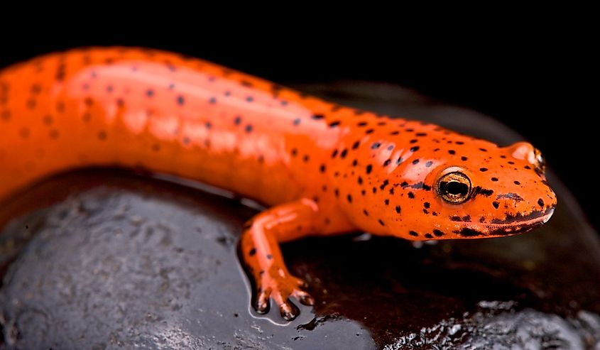 Red salamander (Pseudotriton ruber)