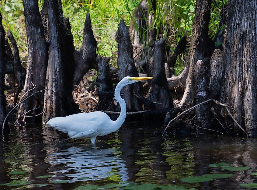 A white heron wading in the Caddo Lake.
