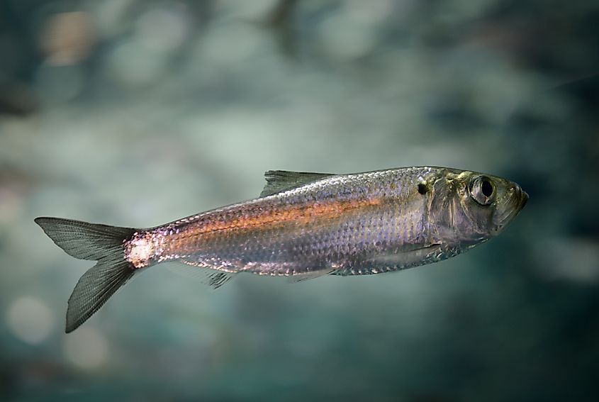 A juvenile alewife, the invasive species at the center of Lake Ontario's 2025 mass die-off event. Image credit: Reimar via Shutterstock