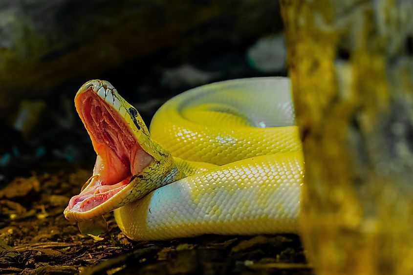 A close-up shot of a Burmese python with its jaw wide open.