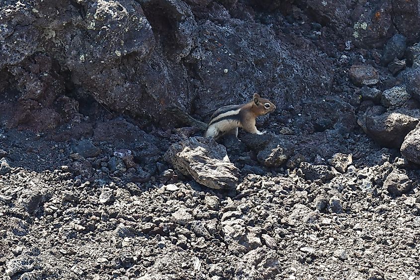 A chipmunk in the volcanic rocky habitat of the Craters of the Moon.