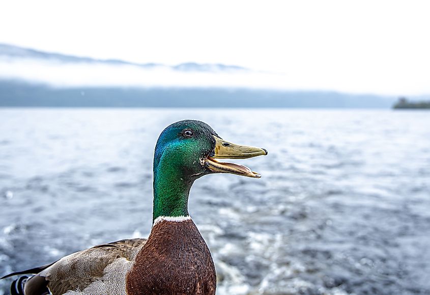 Loch Ness duck